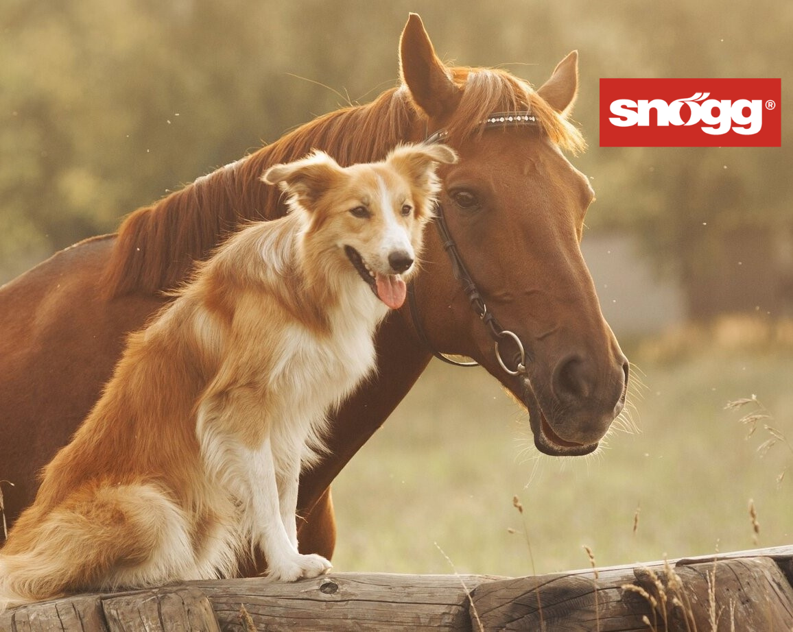 Horse and Dog Image